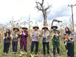 Dukung Swasembada Pangan, Wali Kota Kotamobagu Hadiri Panen Raya Jagung Serentak di Bungko