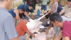 PT Hartaka Daya Nusantara Salurkan 2 Hewan Kurban untuk Warga Bolsel