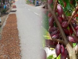 Harga Kakao di Kotamobagu Sulut Naik, Petani Coklat Ucap Syukur